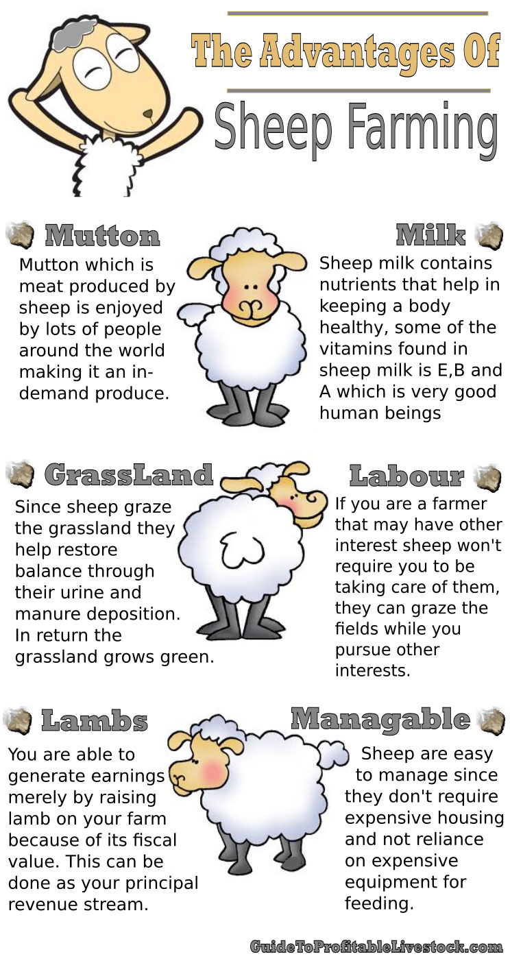 The Advantages Of Sheep Farming The Advantages Of Sheep Farming
