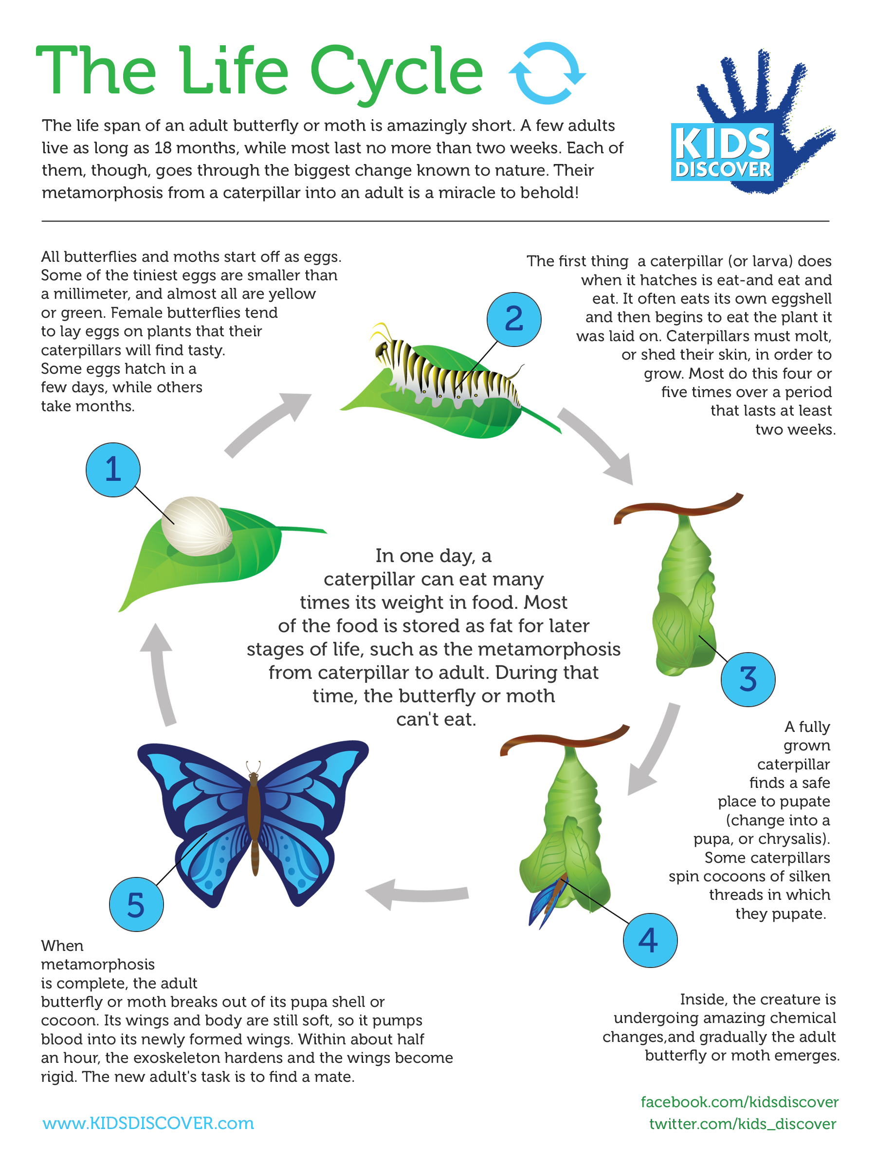 the-life-cycle-infographic-facts