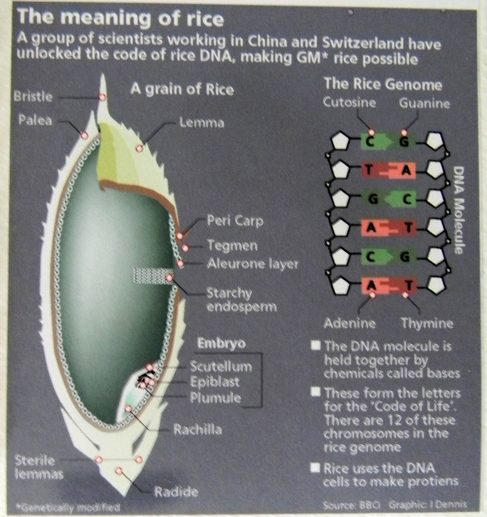 the-meaning-of-rice-infographic-facts